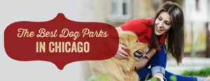 Discover the best dog parks in Chicago.