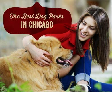 Explore the best dog parks in Chicago with your pooch!