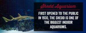 The Shedd is one of the biggest indoor aquariums!