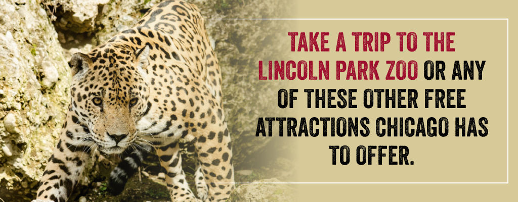 Go to the Lincoln Park Zoo!